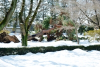 積雪で折れた木